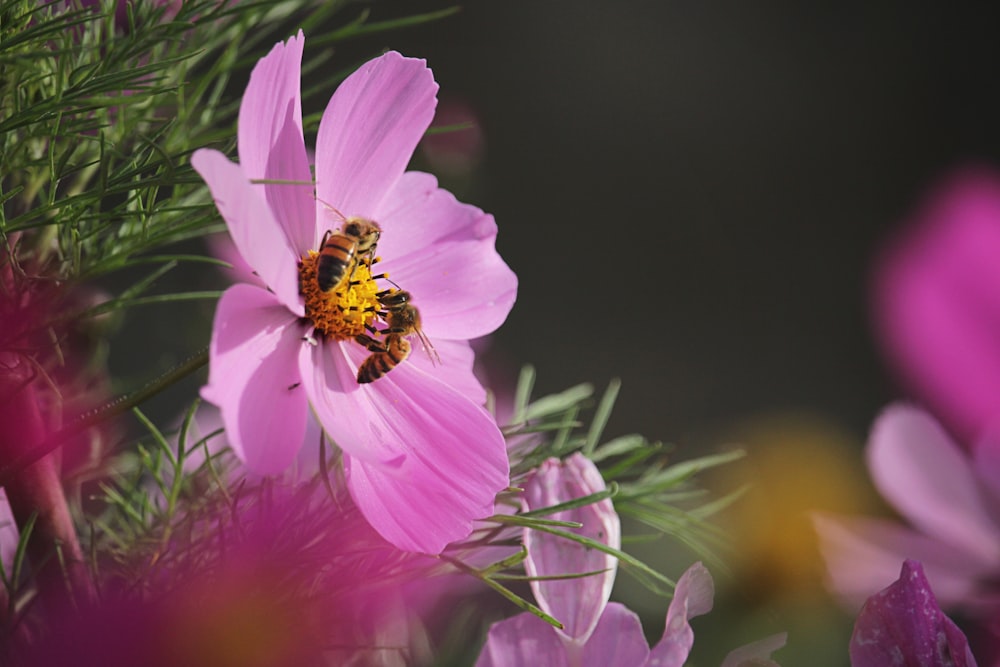 bees in pink flower