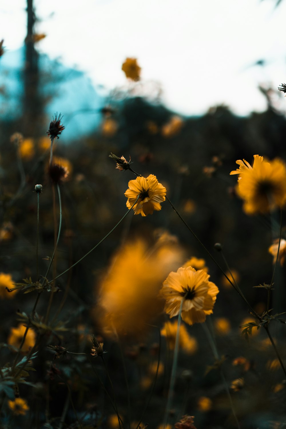 yellow-petaled flowers