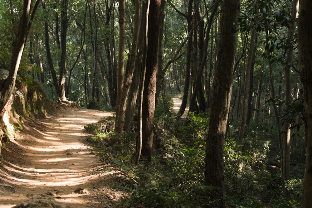 pathway in forest