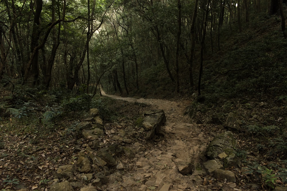 Camino rocoso en el bosque