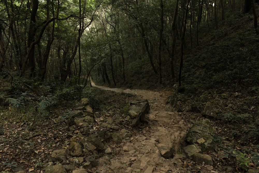 rocky way on the woods