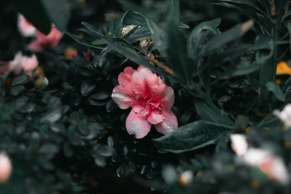 ピンクの花びらの花