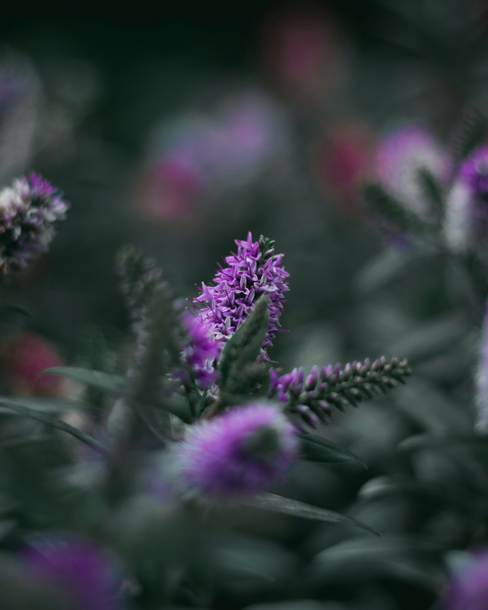 selective focus photography of purple petaled flower