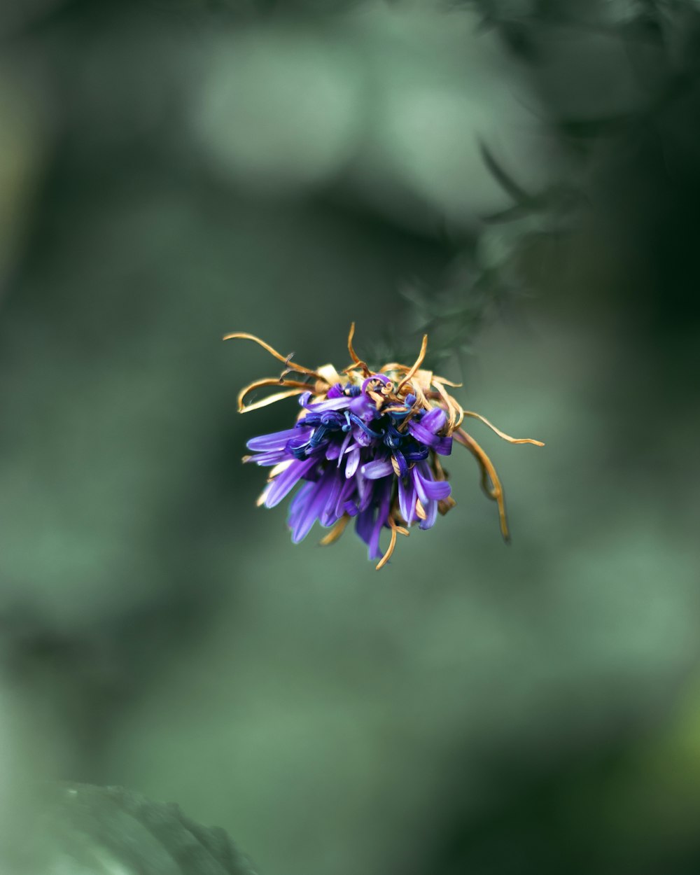 purple petaled flower