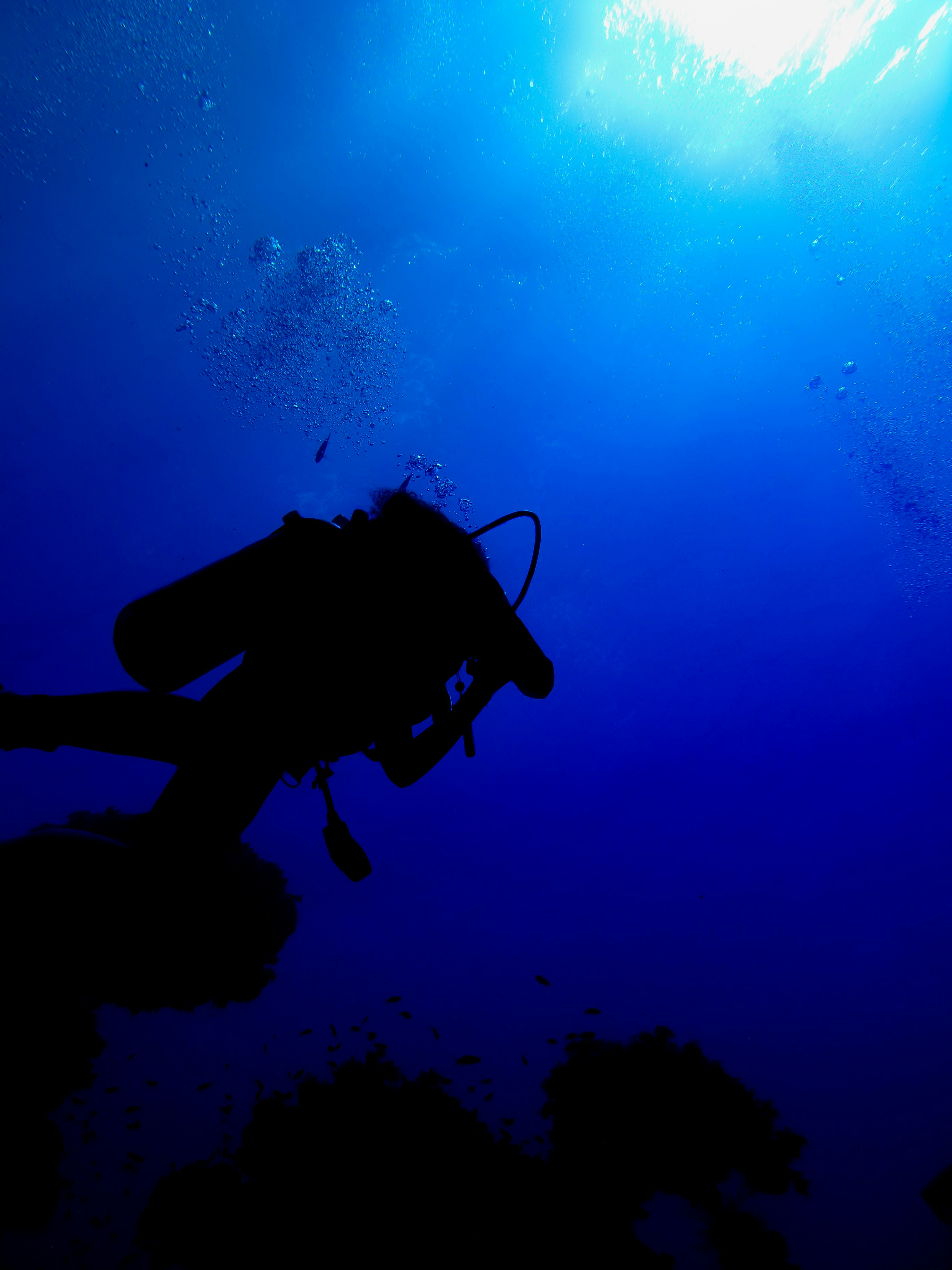 scuba diver beside coral