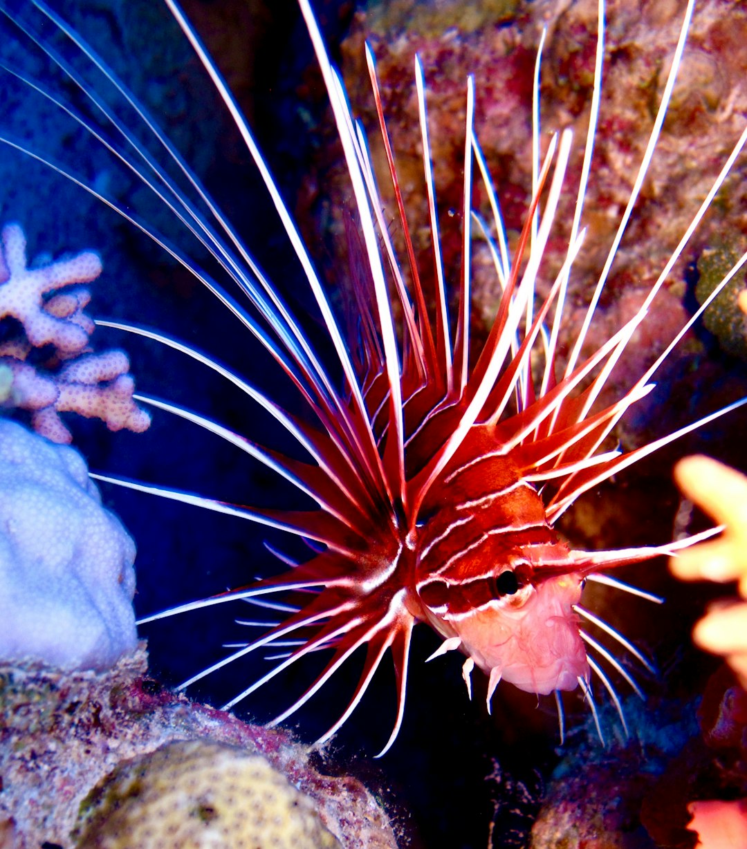 red horned fish beside coral