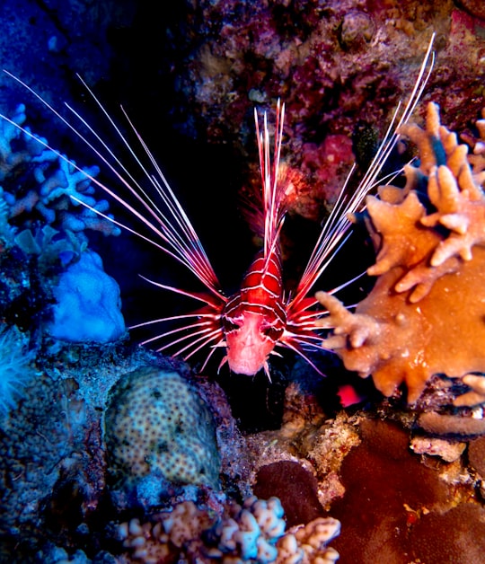red sea creature in Dahab Egypt