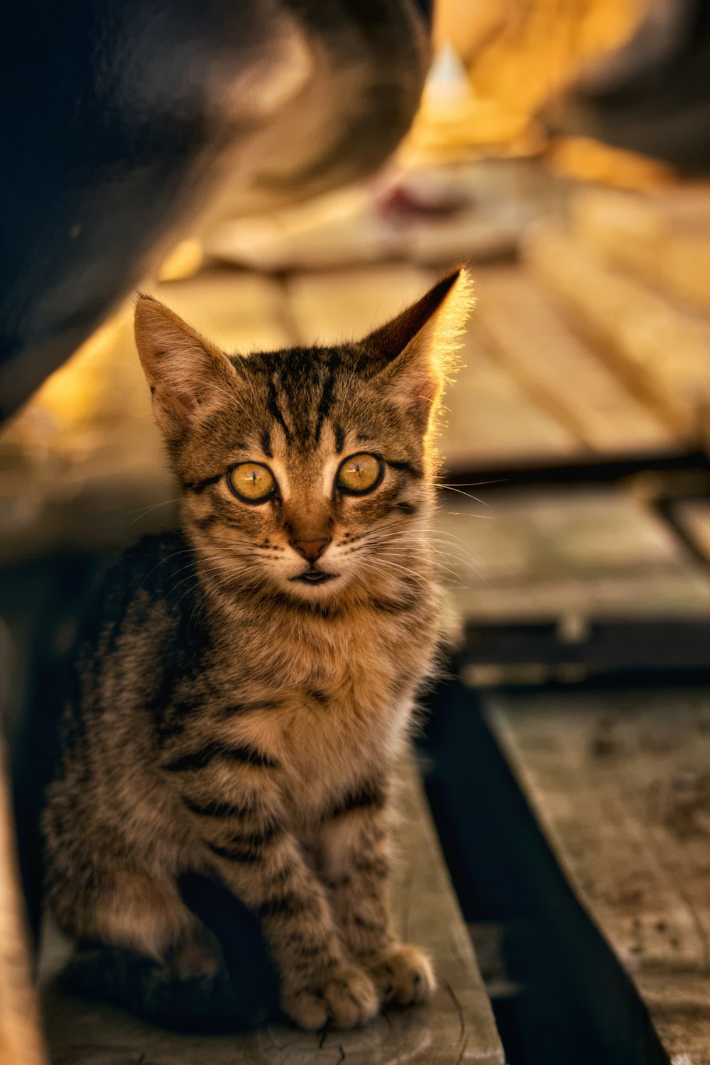 gatito atigrado marrón sobre superficie de madera