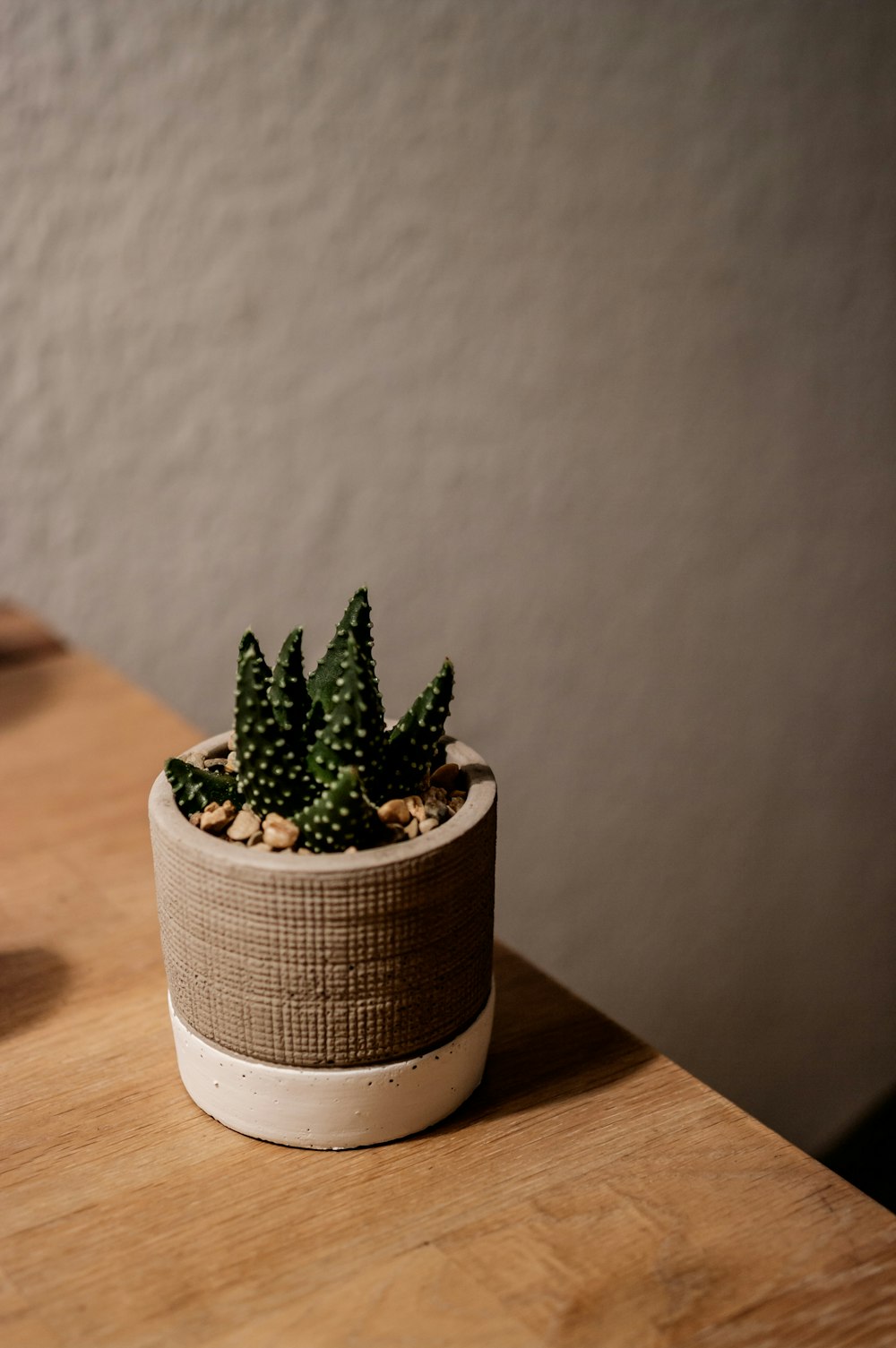 green succulent in vase on wooden table