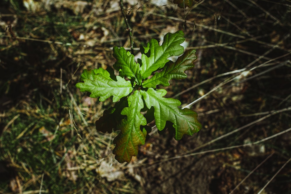 green leafed plant