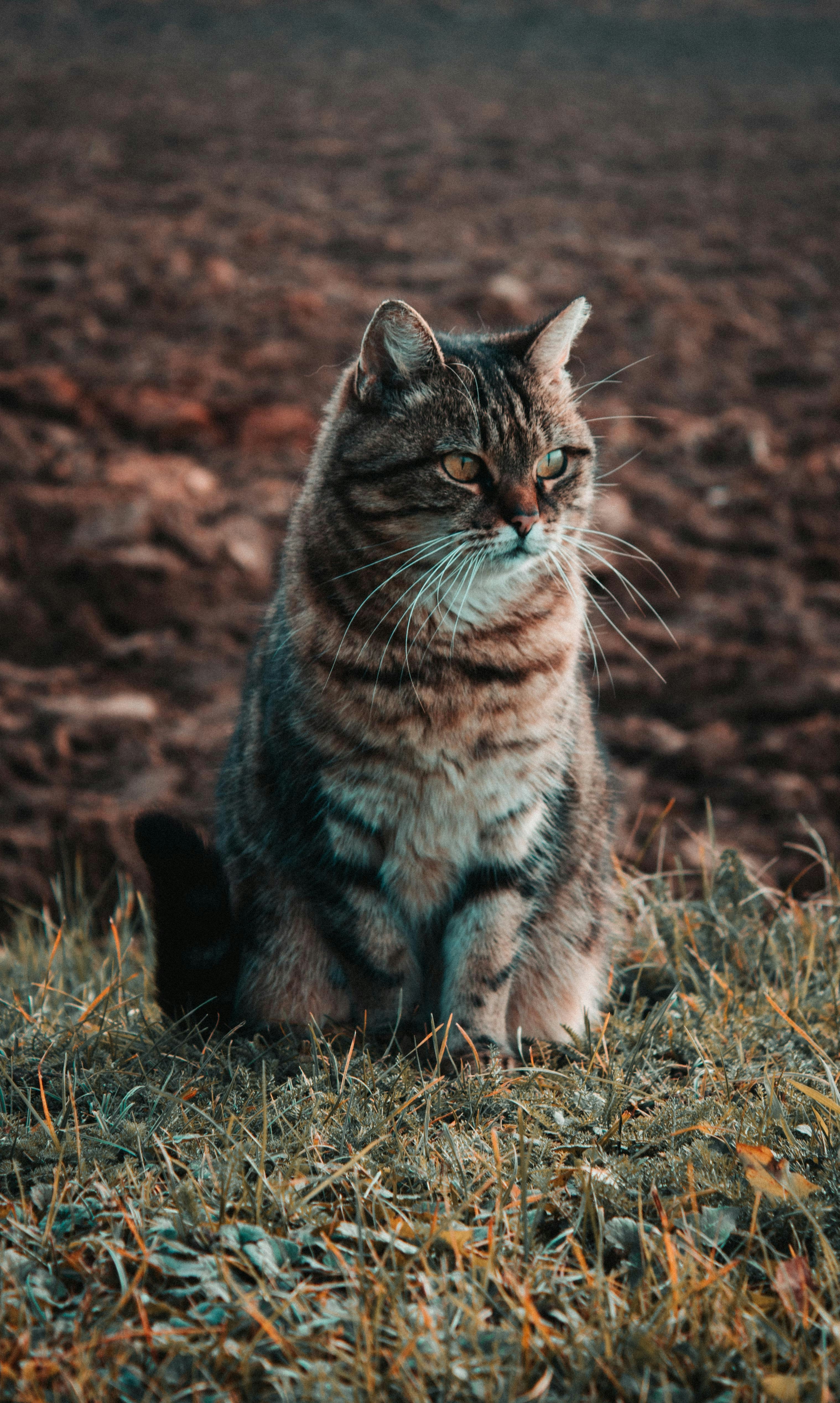 Brown and gray cat on grass field photo Free Pet Image on Unsplash