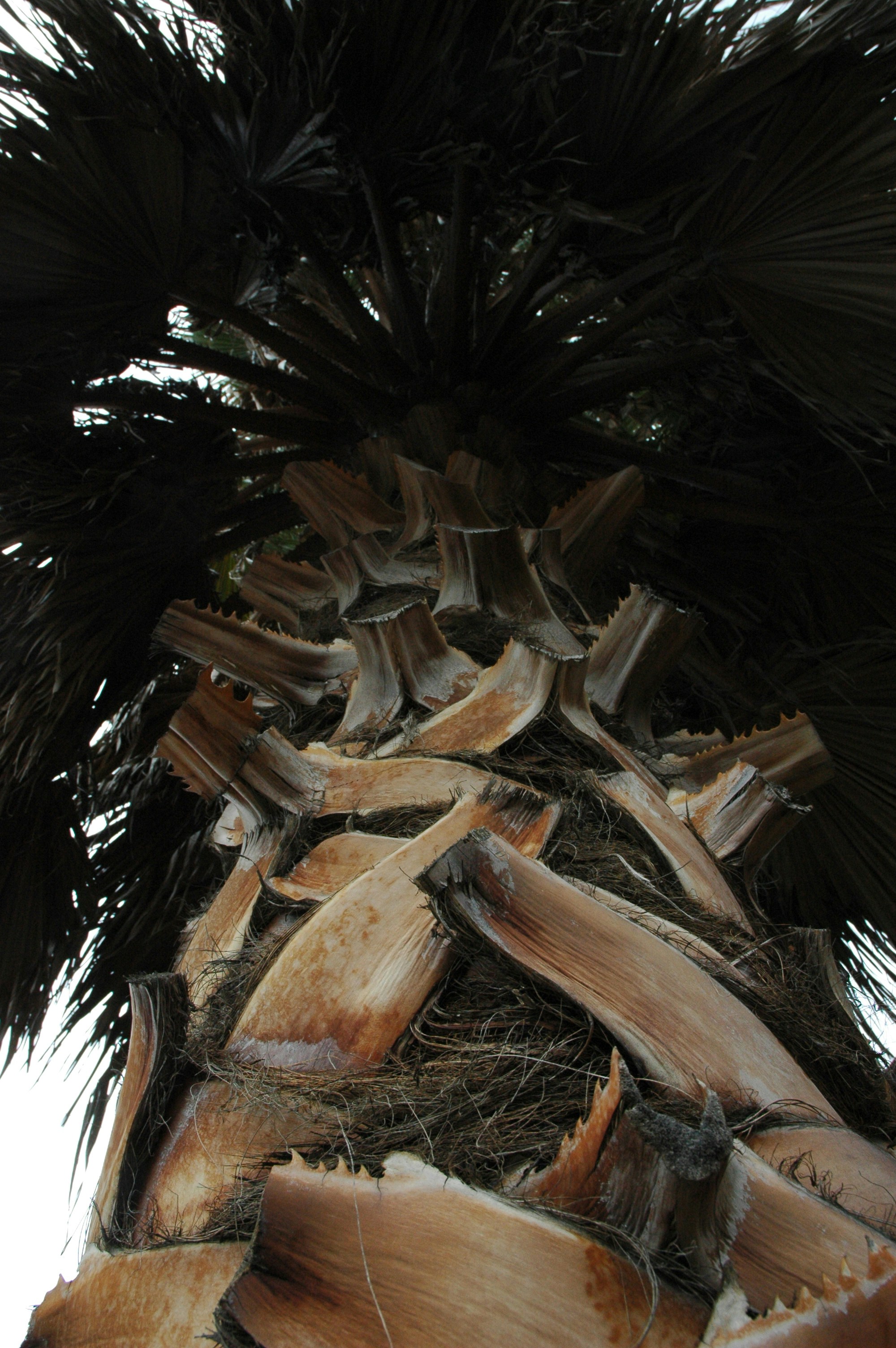palm plant