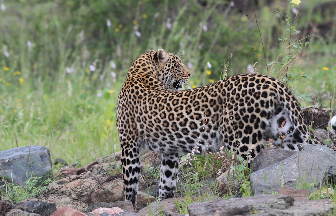 jaguar on rock