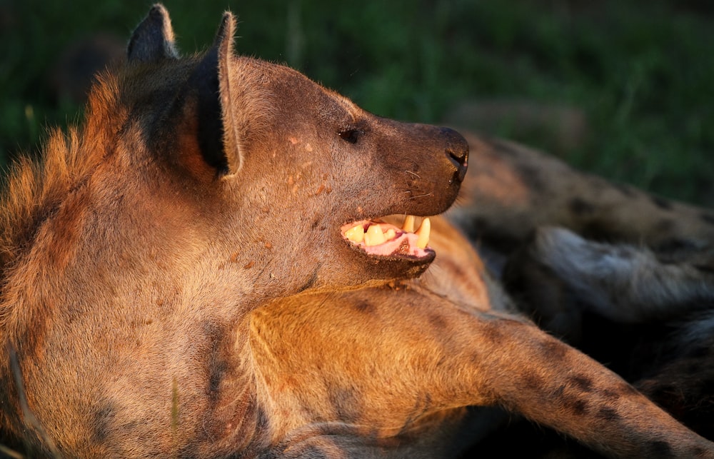 brown hyena