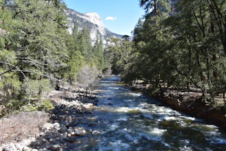 A flowing river winding through a lush, green forest under a clear blue sky.
