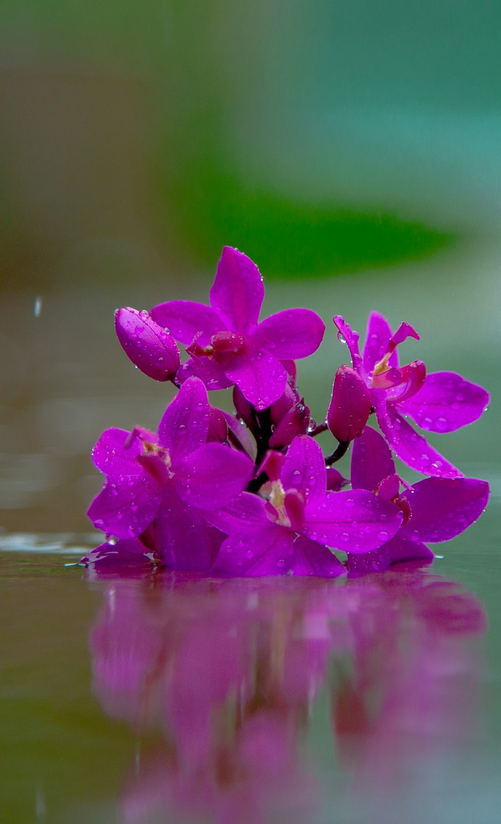 shallow focus photo of purple flowers