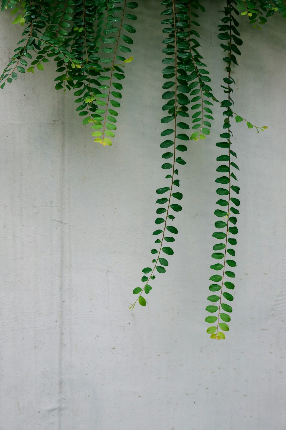 green-leafed plant on wall