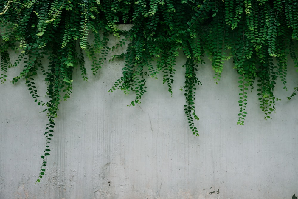 Foto de enfoque superficial de plantas de helechos