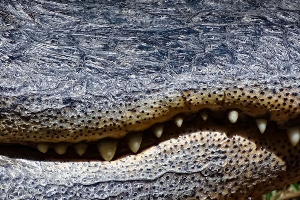 brown, gray, and brown alligator mouth