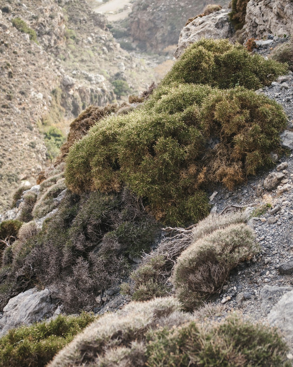 green-leafed trees