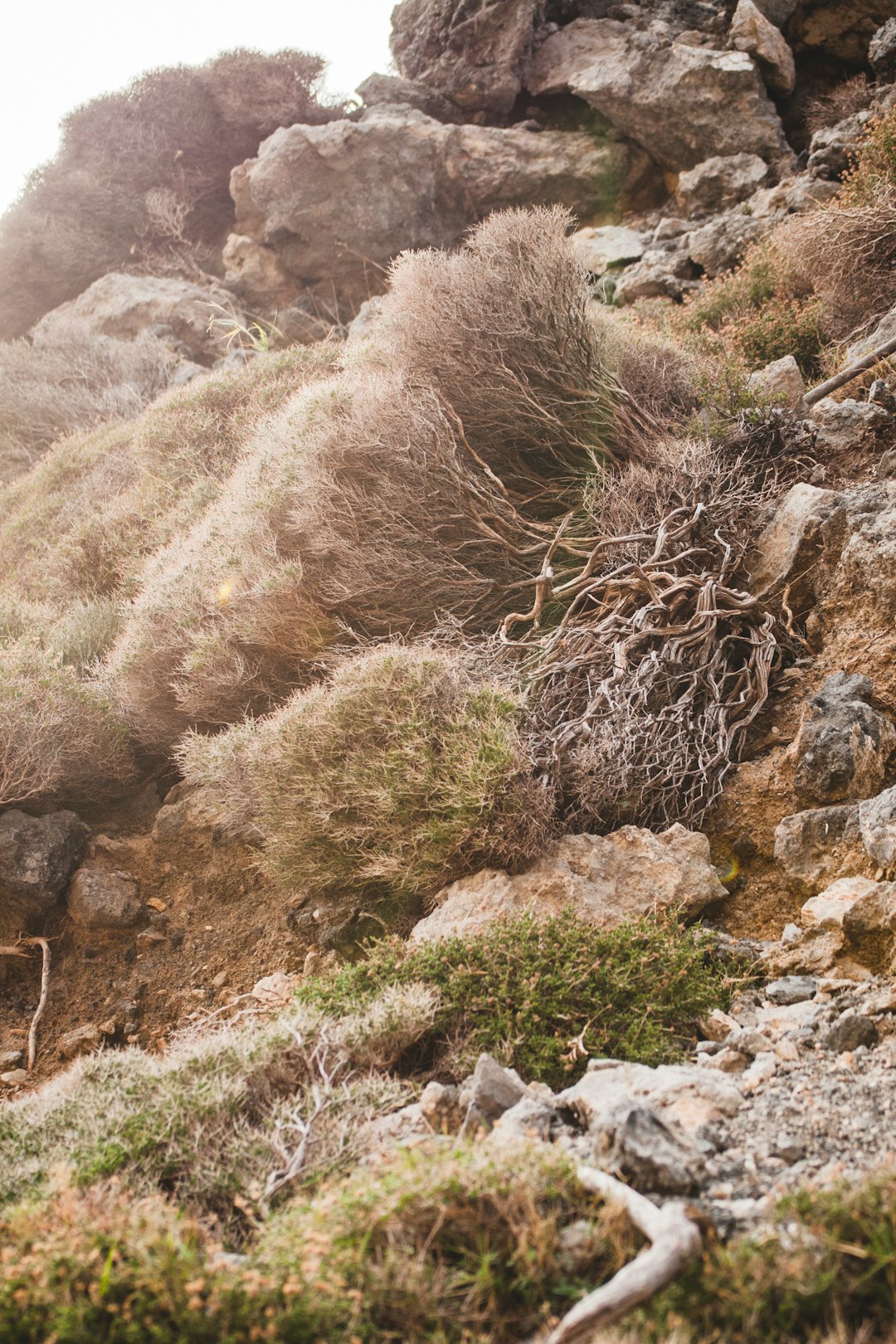 brown and green leafed plant on hill