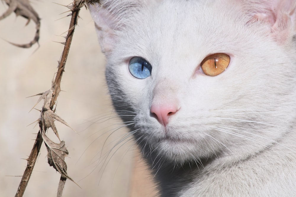 white cat