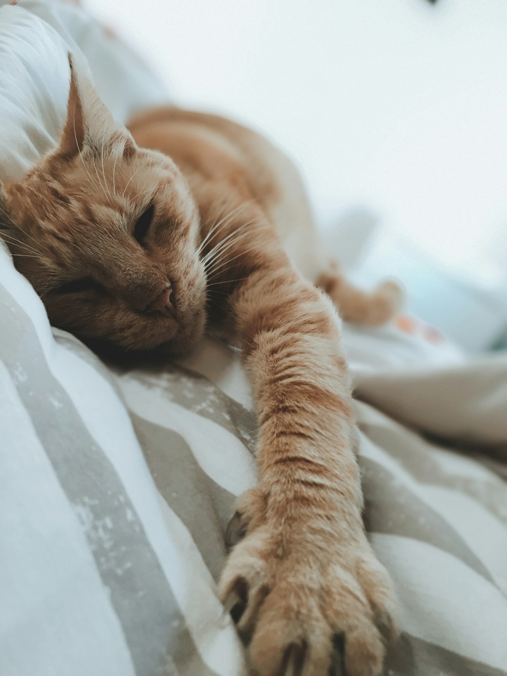 orange tabby cat on textile