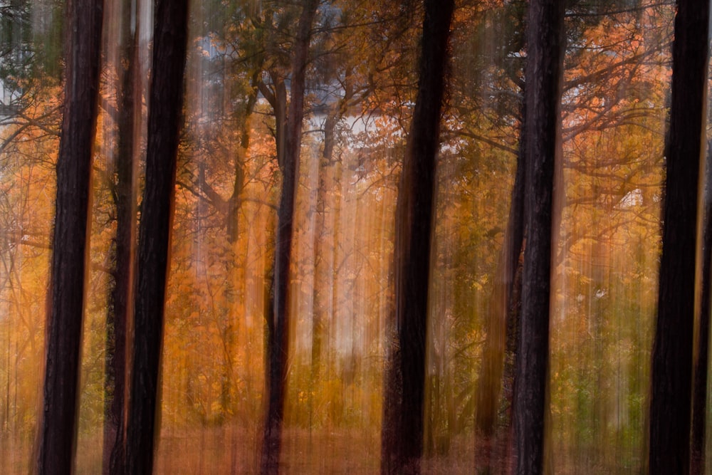 foto a fuoco superficiale di alberi marroni