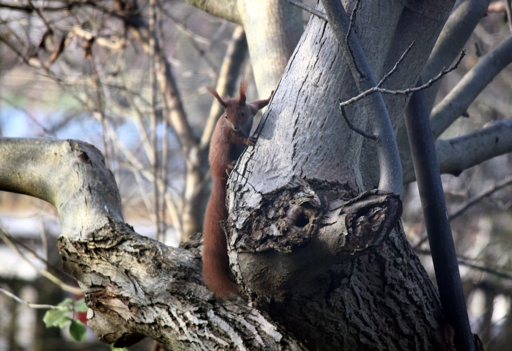 brown squirrel on tree