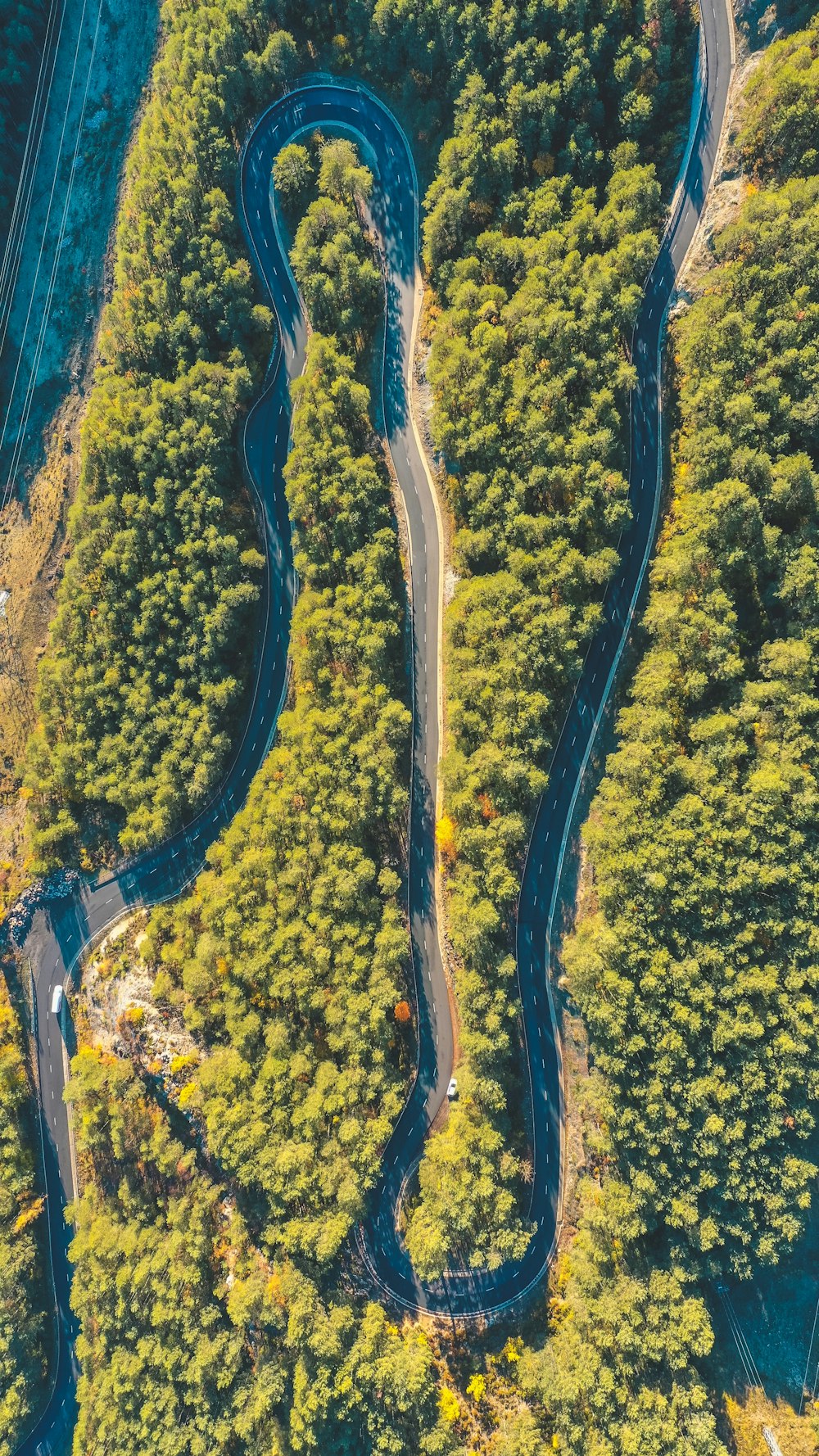 aerial photography of green trees