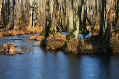 brown trees near body of water