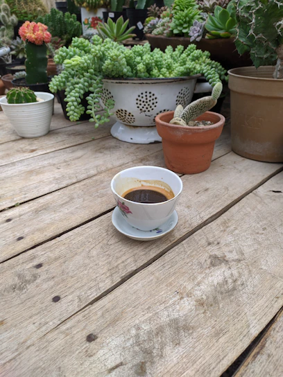 A sunlit corner with lush green plants surrounding a steaming cup of coffee on a rustic wooden table.