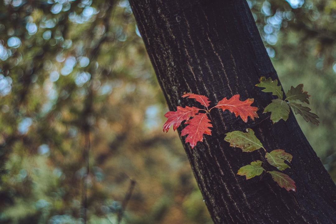 closeup photography of leaves on tree trunk
