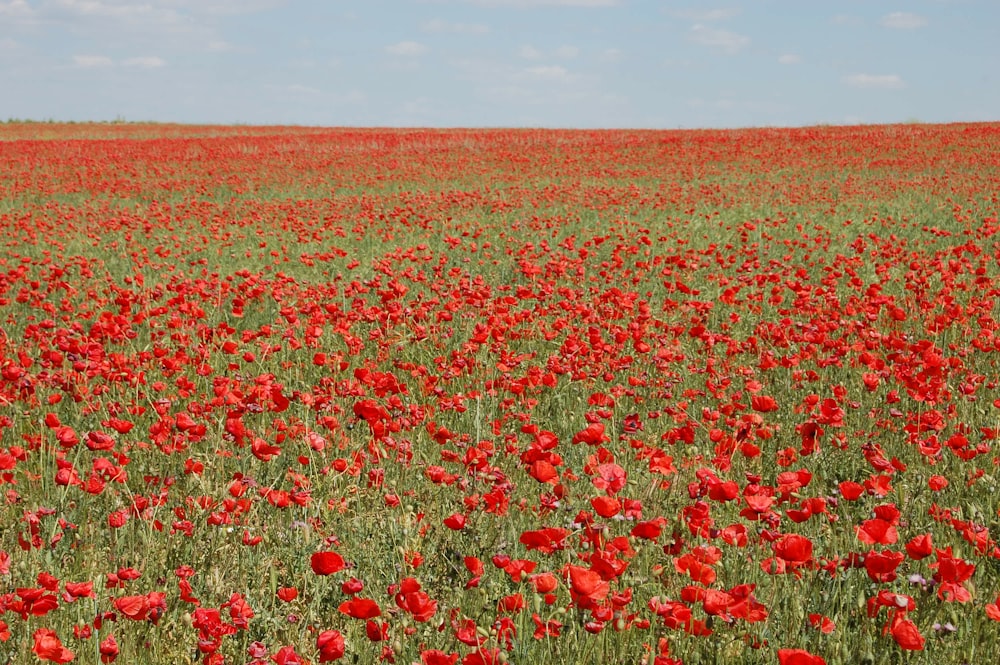 red poppy flower field