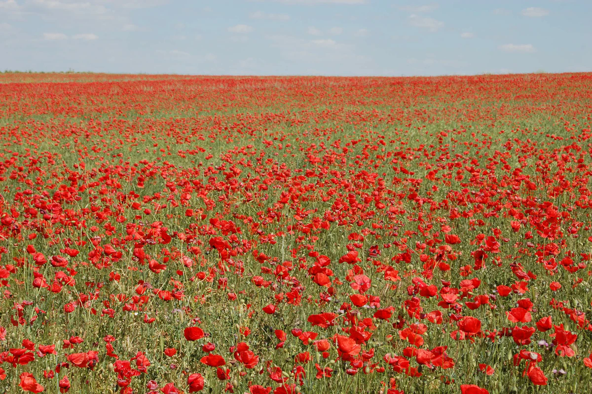 Field of red poppies in spring