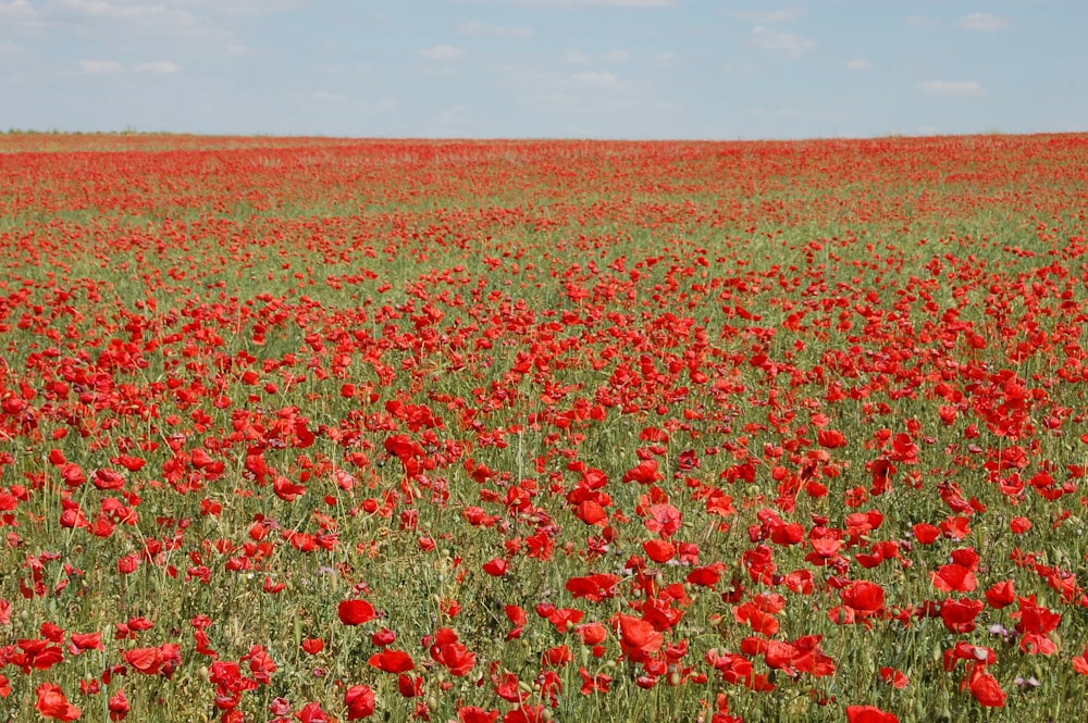 campo de flores de amapola roja