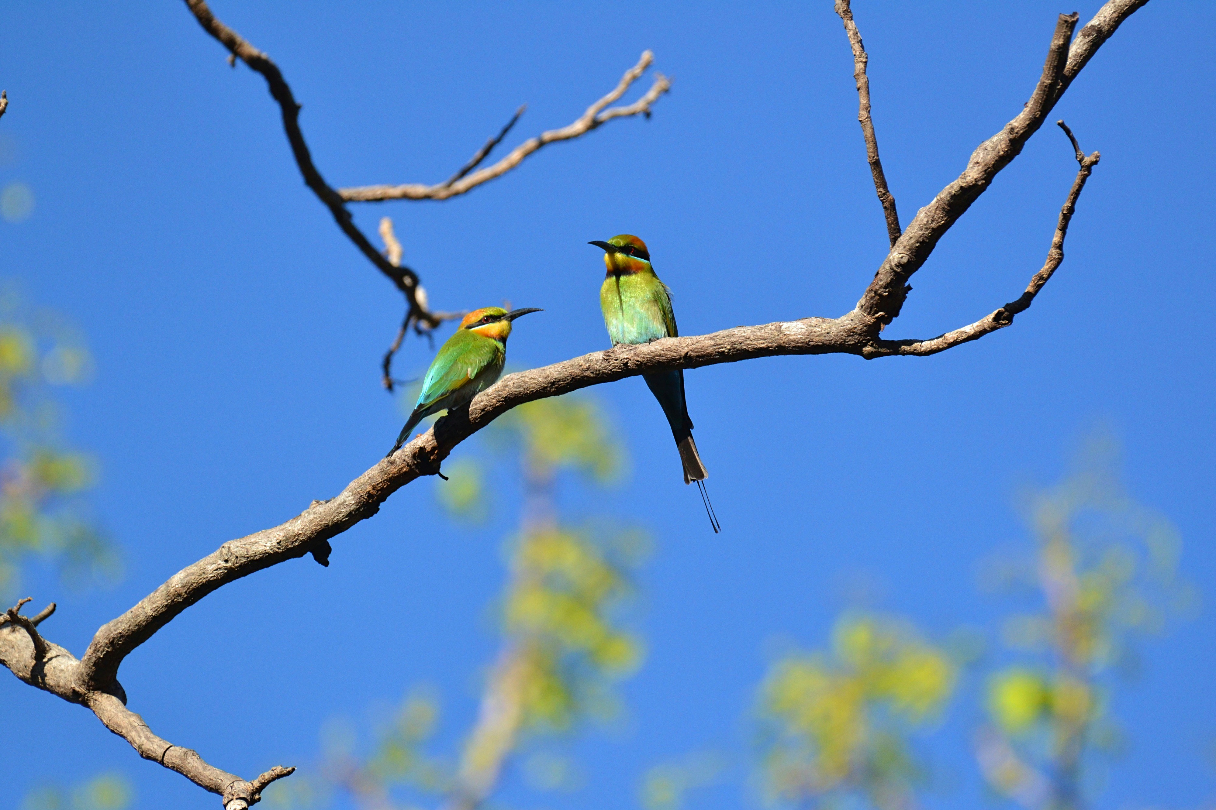 Rainbow Bee Eater Pictures Download Free Images On Unsplash