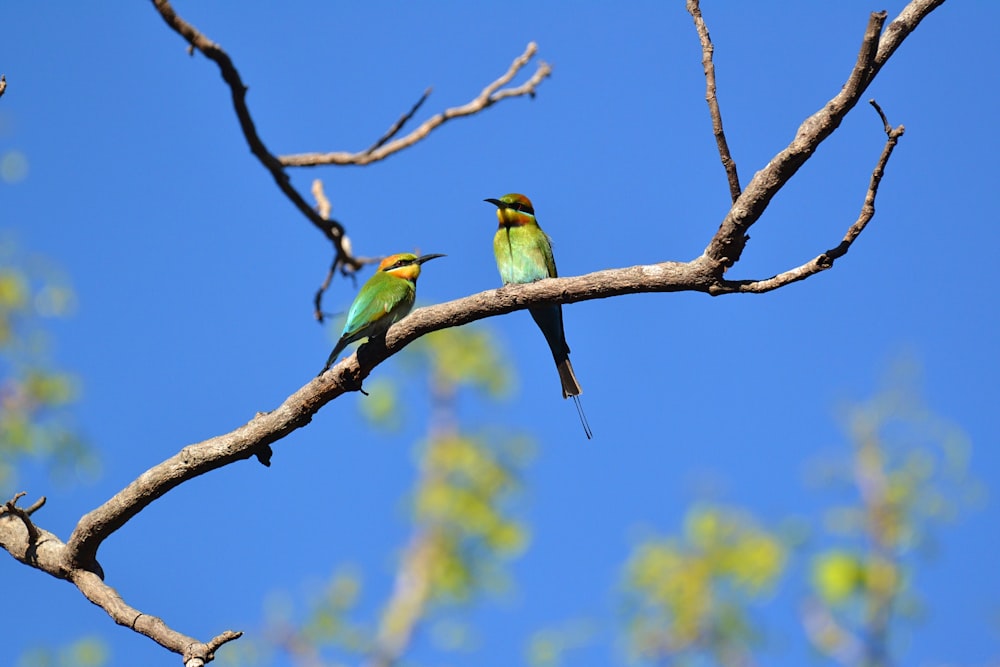 two birds perched on branch