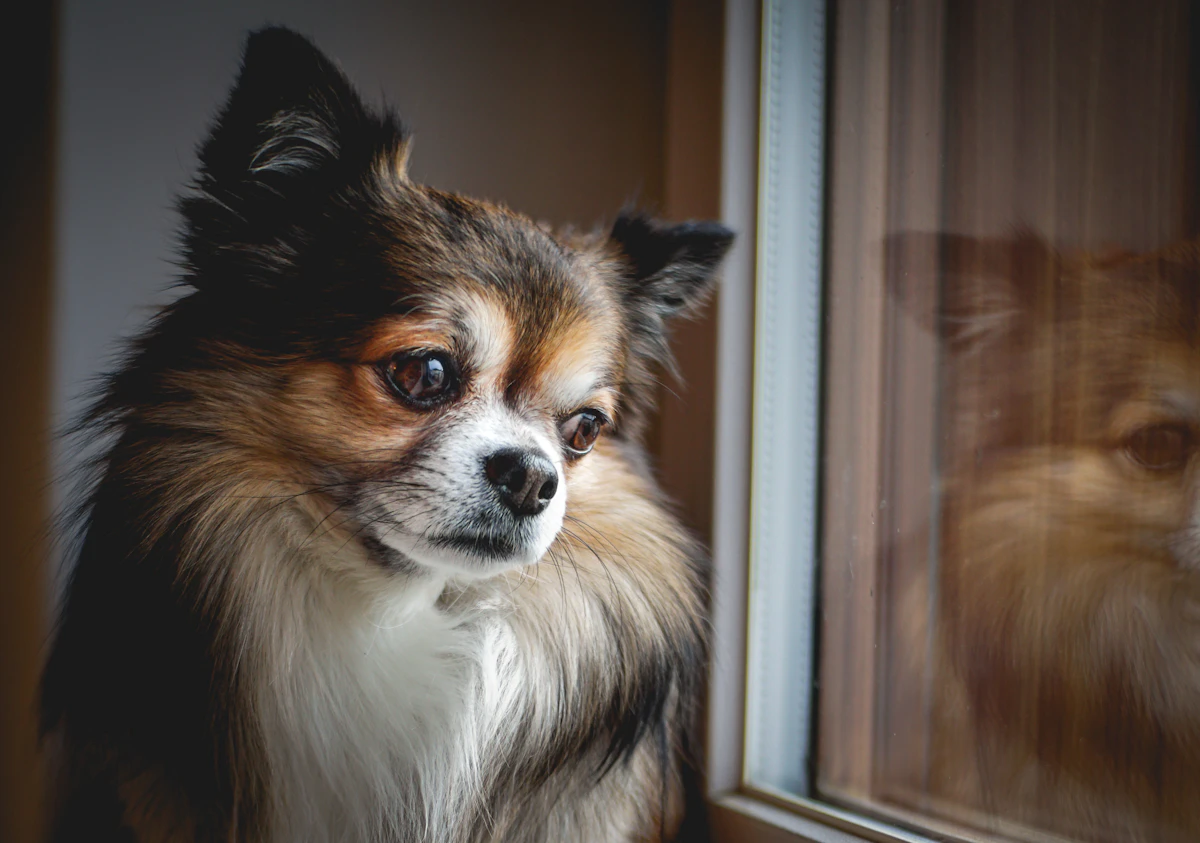 A small calm dog gazing out a bright window from indoors on a quiet day