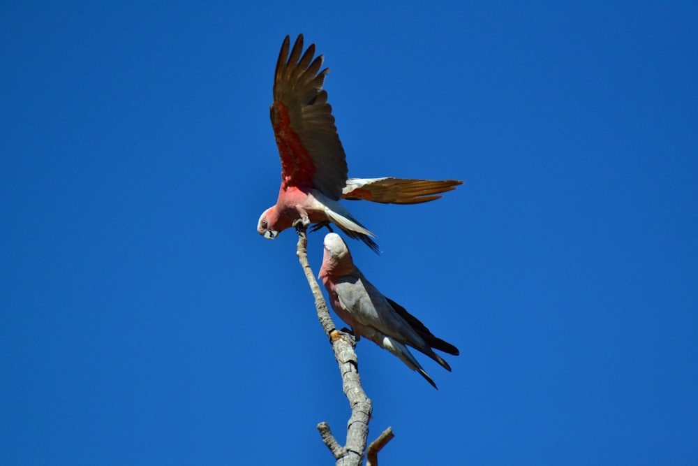 two birds on branch during daytime