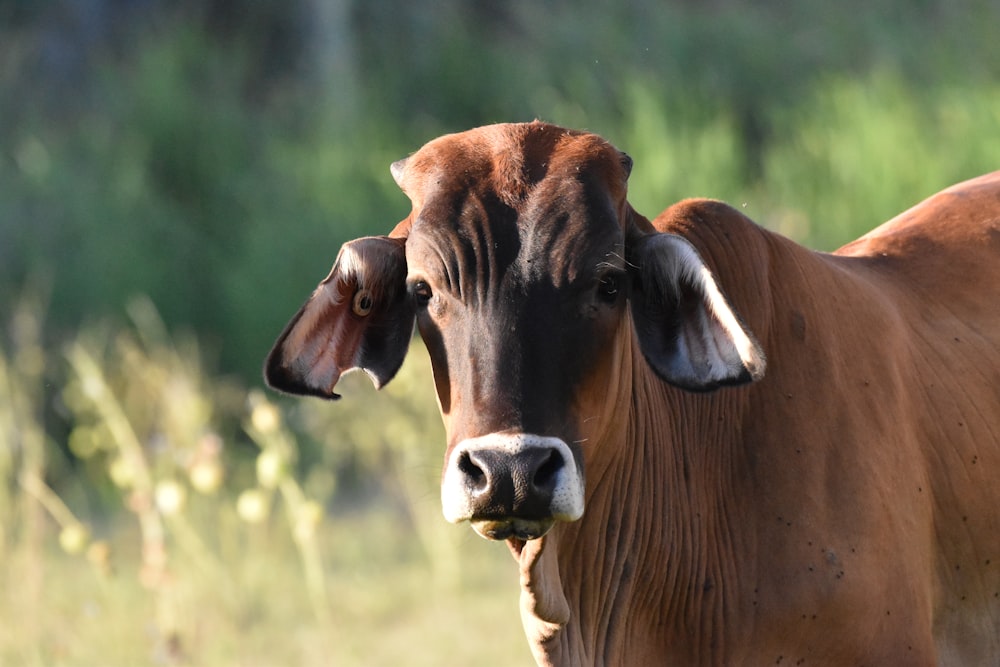 Foto de enfoque superficial de vaca marrón