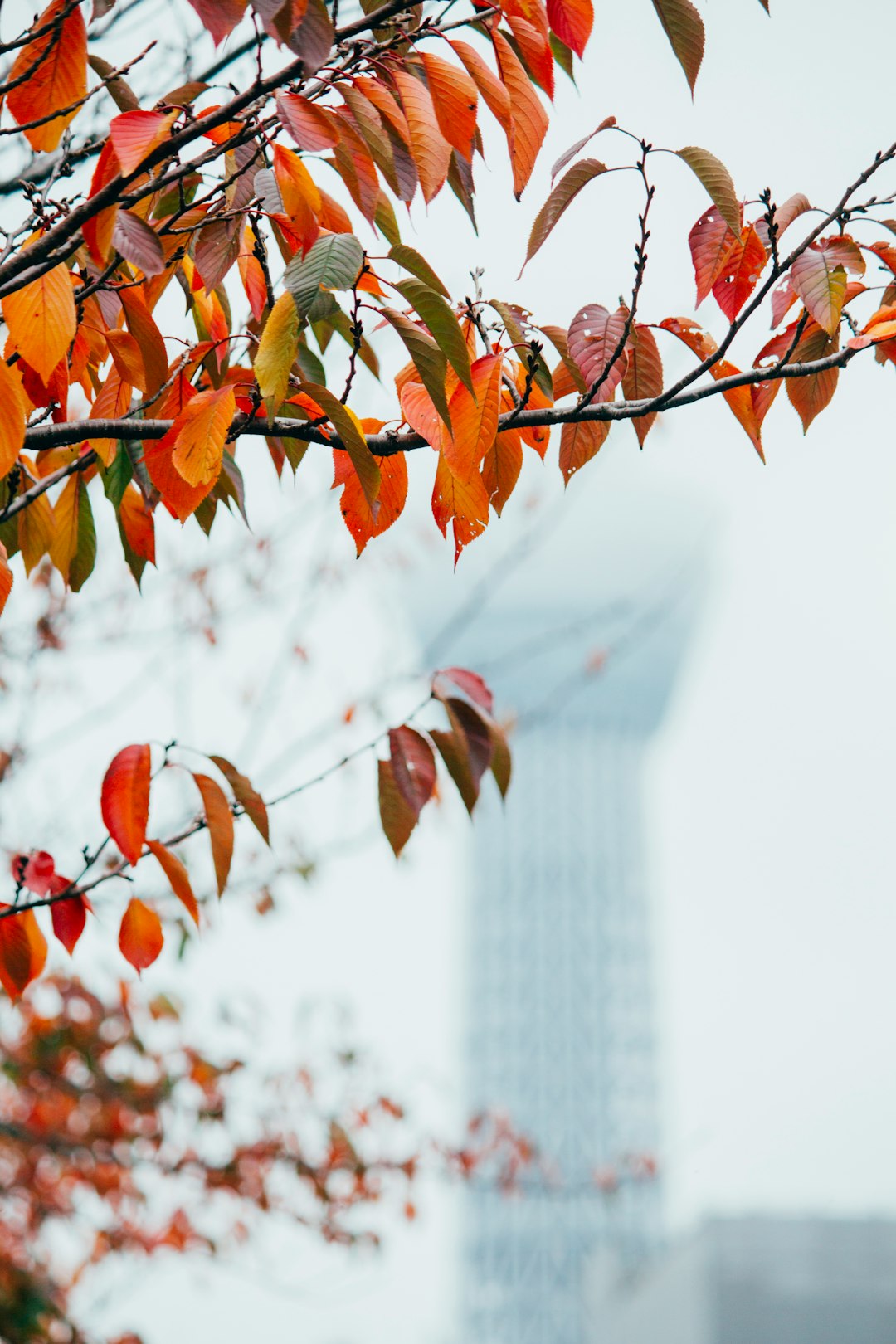 shallow focus photo of orange leaves