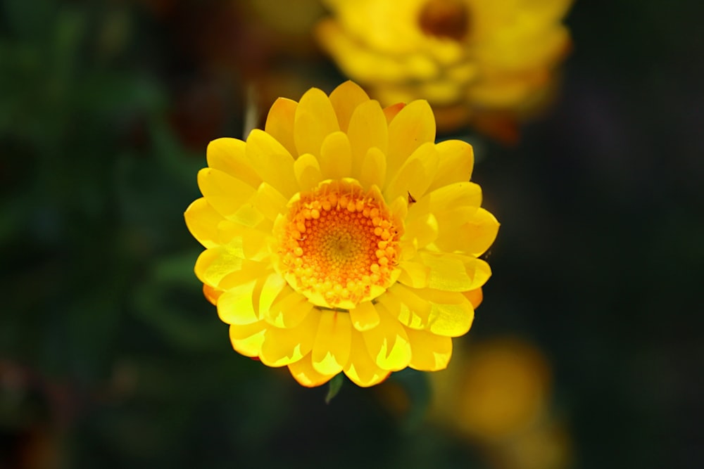 yellow cluster flower