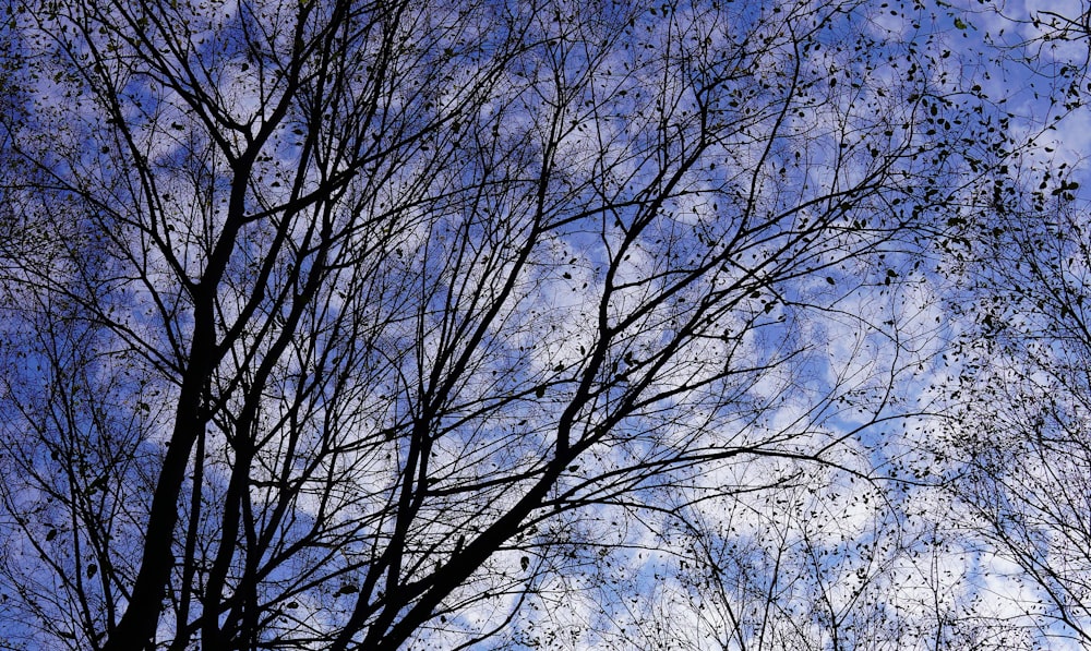 bare tree during day