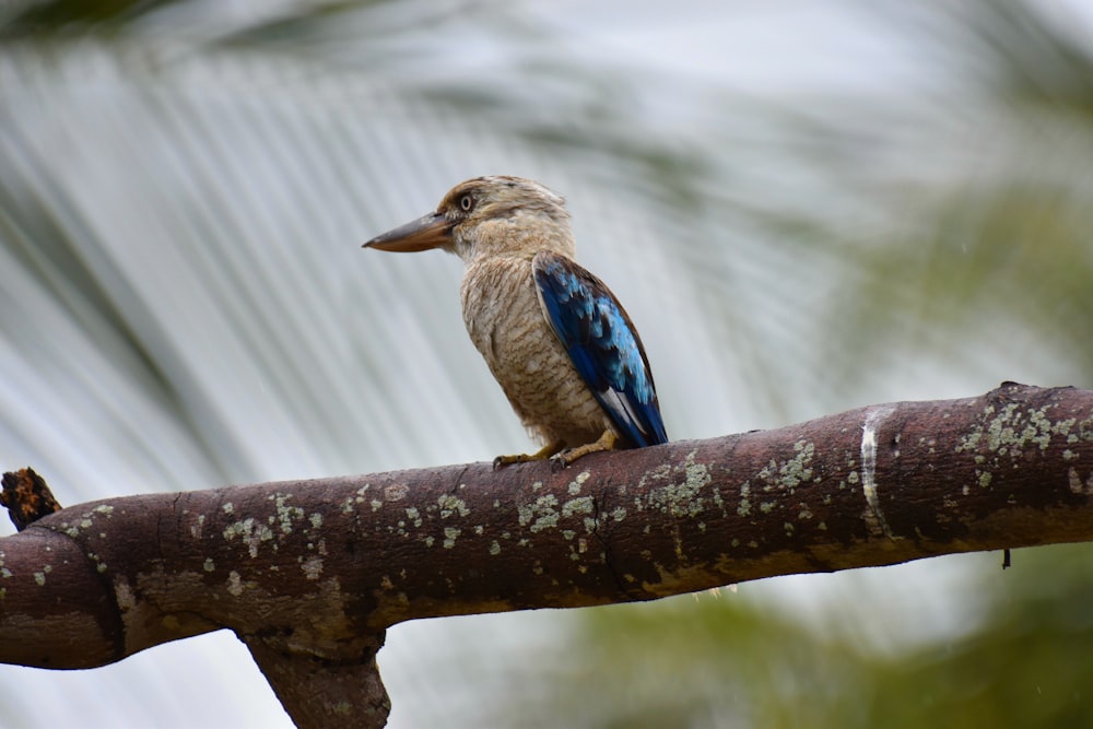 fotografia de pássaro marrom e azul