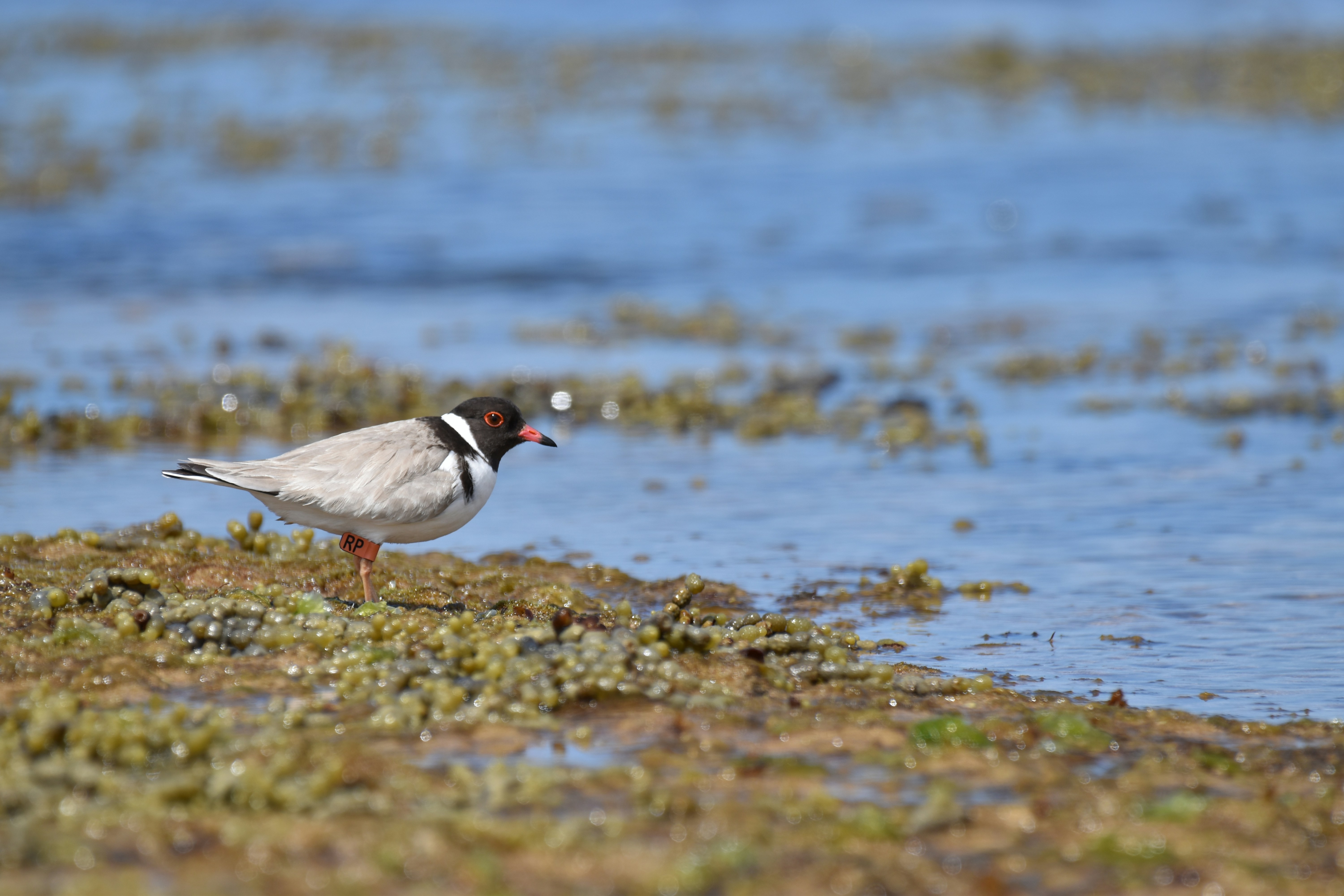 A. Vogel Allergy Relief 120 Tabs benefits