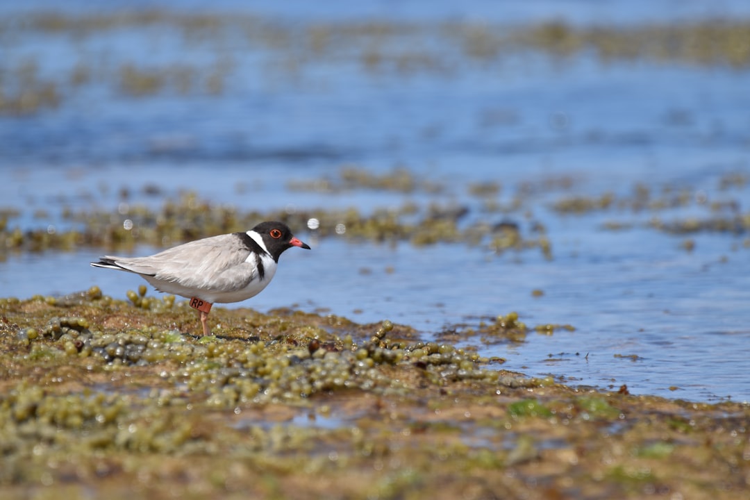 A. Vogel 抗过敏药 120 片装 功效