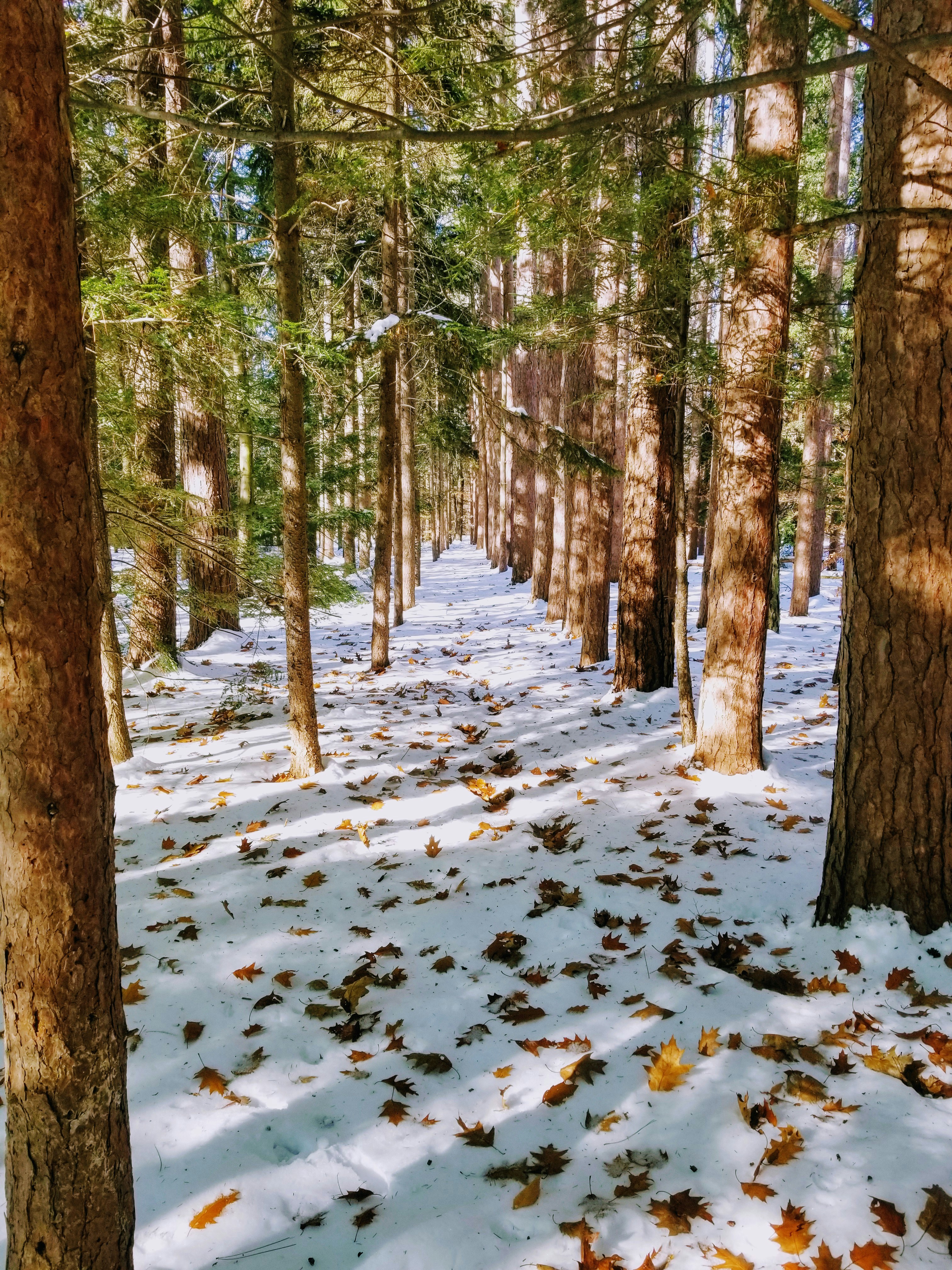 Foto zum Thema Kahle Bäume mit Schnee – Kostenloses Bild zu Baum auf Illustration 