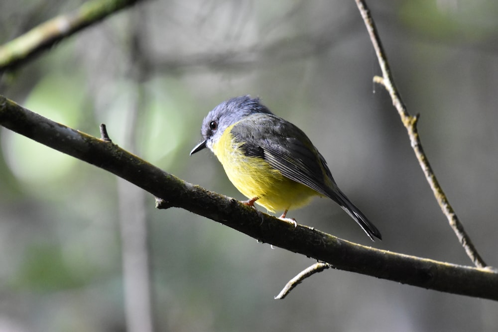 grey and yellow bird on tree branch