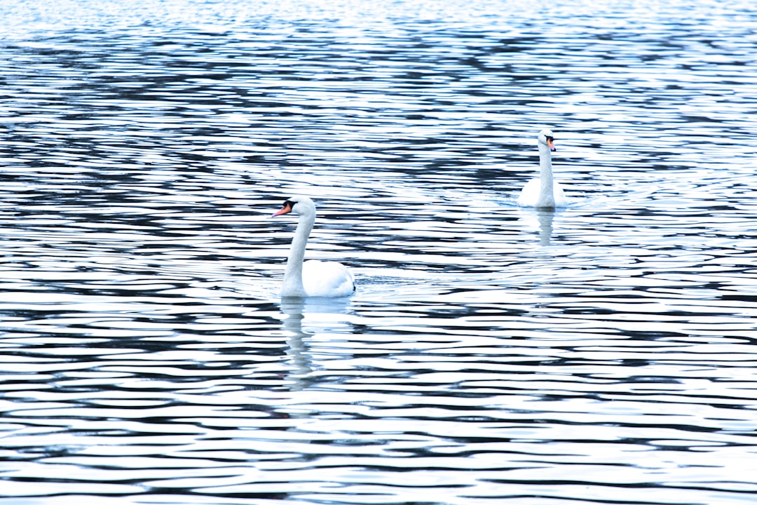 two mute swan on the water